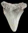 Juvenile Megalodon Tooth - South Carolina #45847-1